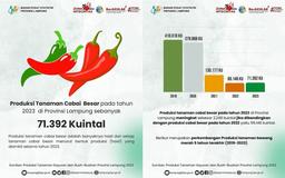 Produksi tanaman cabai besar pada tahun 2023 di Provinsi Lampung Sebanyak 71.392 kuintal